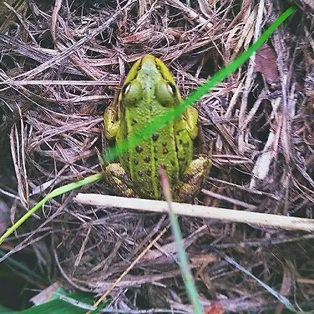 Nyaraló Ligatnes Zemturi Augšlīgatne
